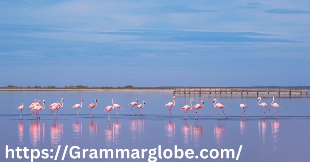 Beak-a-Boo! Flamingo Puns to Brighten Your Day