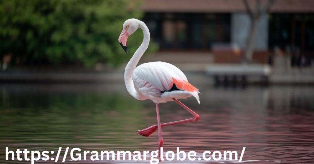 Flamingo Puns that Stand on One Leg of Humor