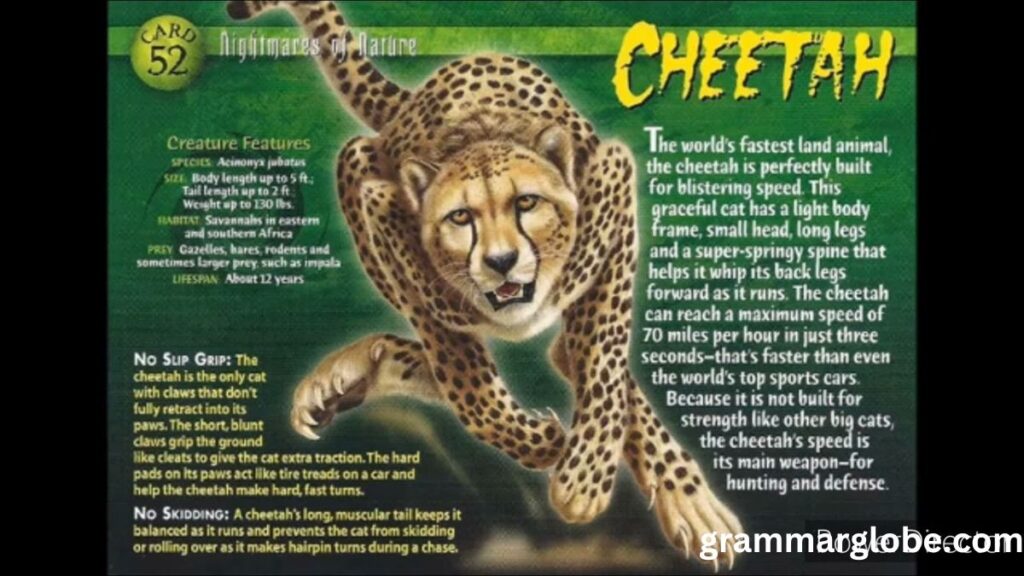 Cheetah-Themed Play on Words: Wild and Fierce Naming